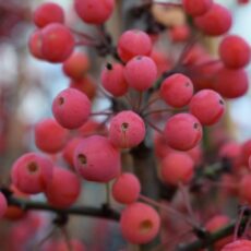 5038838106897 1 Malus Admiration AdirondackPatio11 5L.JPG